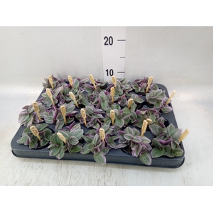 Tradescantia cerinth. 'Sweetness'