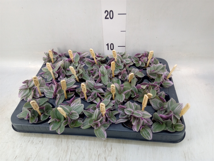 <h4>Tradescantia cerinth. 'Sweetness'</h4>