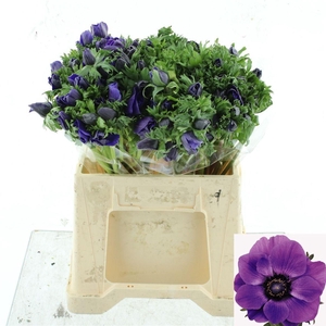 ANEM CO MAR BLUE