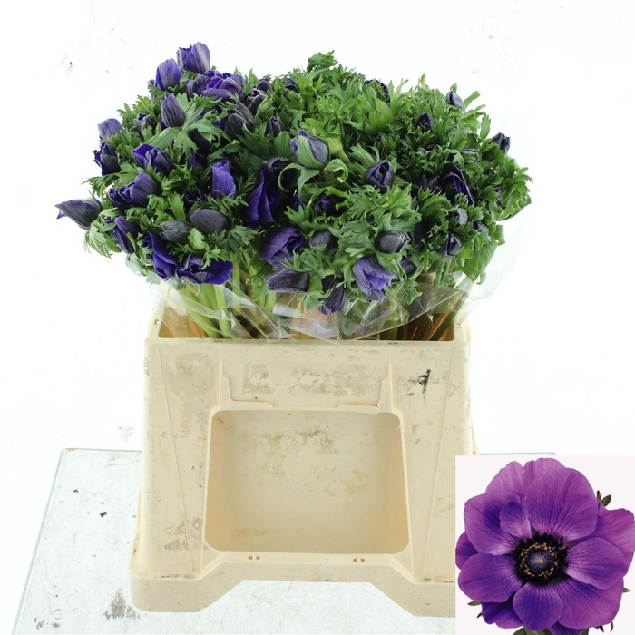 <h4>ANEM CO MAR BLUE</h4>