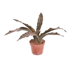 Sansevieria Copper Tone P12