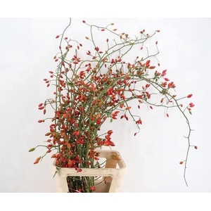 ROSA ZAFFIRO 100CM