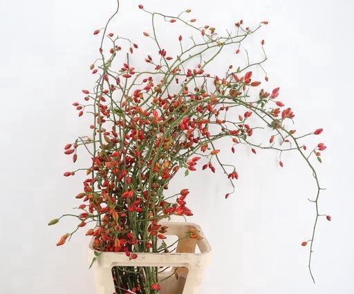<h4>ROSA ZAFFIRO 100CM</h4>