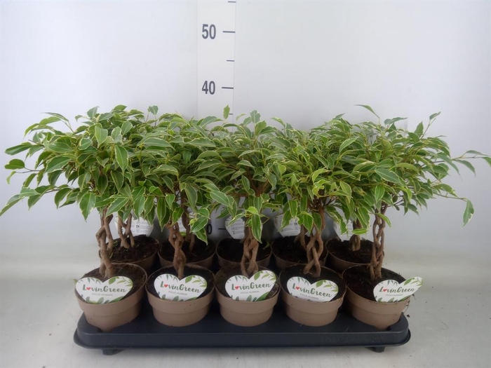 <h4>Ficus benja. 'Nina'</h4>