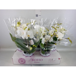 Phalaenopsis   ...white