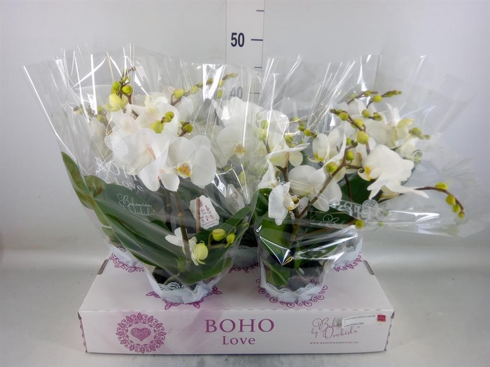 <h4>Phalaenopsis   ...white</h4>