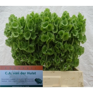 MOLUCCELLA STUK