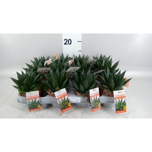 Gasteria