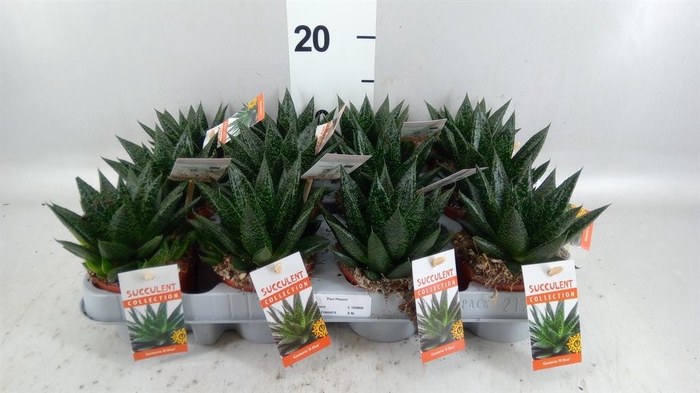 <h4>Gasteria</h4>