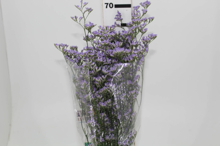 LIMONIUM 070 CM LILAS