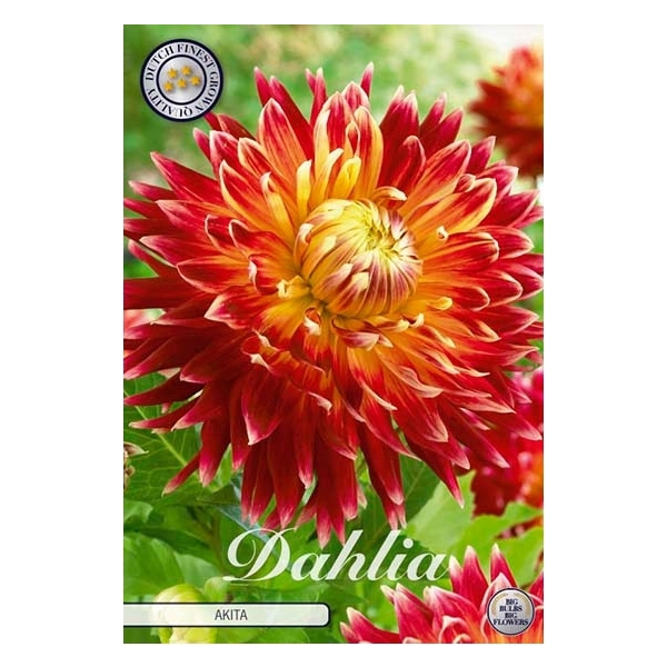 <h4>Dahlia Akita x1 l</h4>