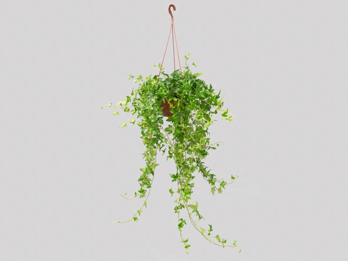 <h4>HEDERA VERDE C18</h4>