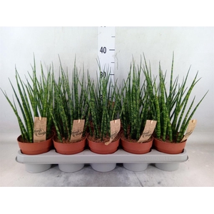 Sansevieria  'Fernwood'