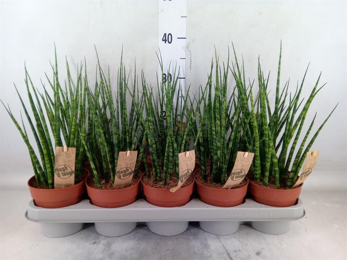 <h4>Sansevieria  'Fernwood'</h4>