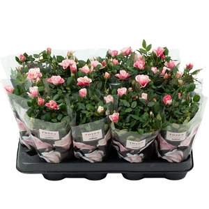 Nolina Roses Ø 7 cm. Piia