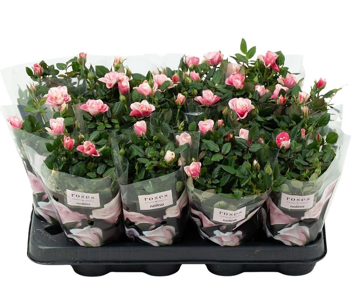 <h4>Nolina Roses Ø 7 cm. Piia</h4>