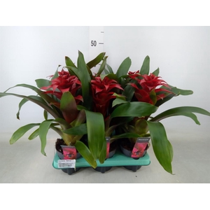 Guzmania  'Salinas'