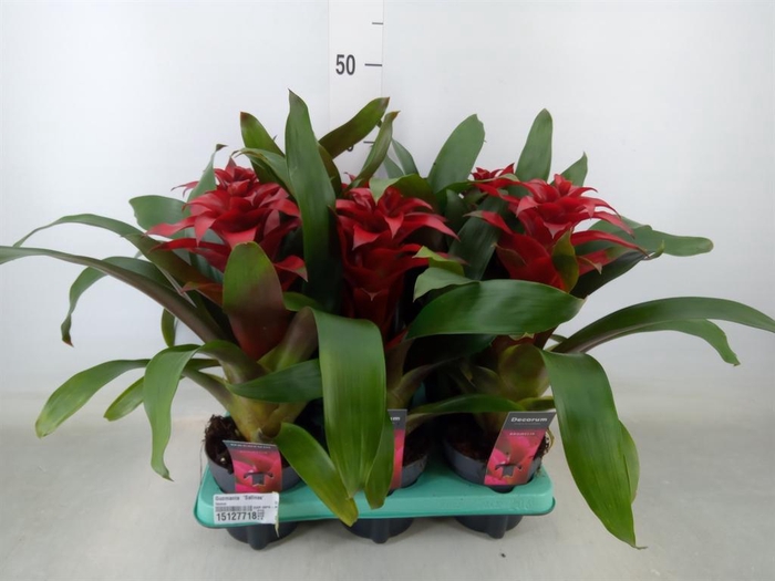 <h4>Guzmania 'Salinas'</h4>