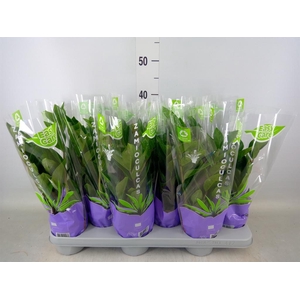 Zamioculcas zamiifolia