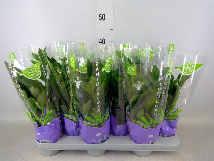 <h4>Zamioculcas zamiifolia</h4>