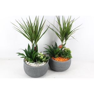 arr2 PL - Ker. barok dracena - oranje/wit
