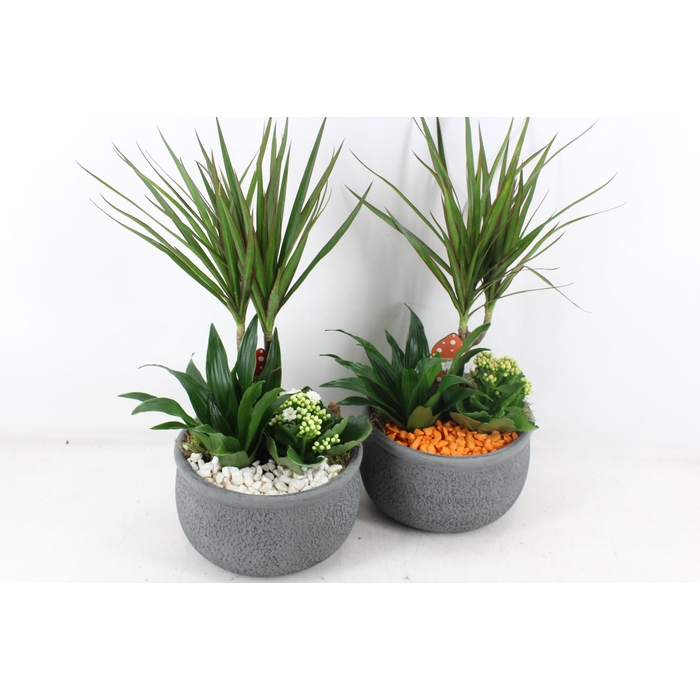 <h4>Arr2 Pl - Ker. Barok Dracena - Oranje/wit</h4>