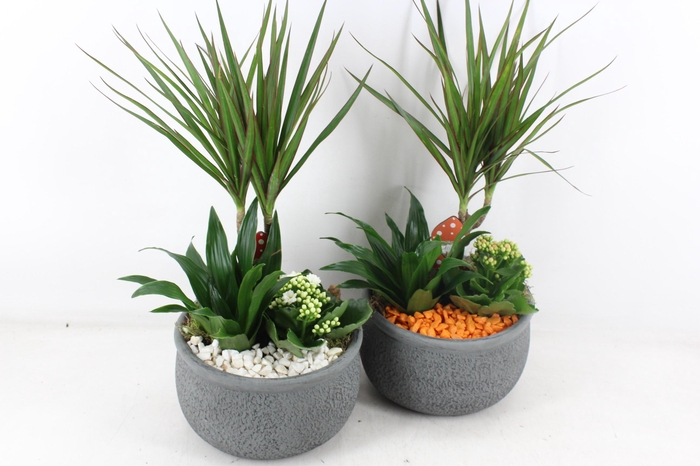 <h4>arr2 PL - Ker. barok dracena - oranje/wit</h4>