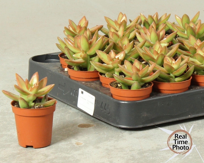 <h4>SEDUM OVERIG</h4>