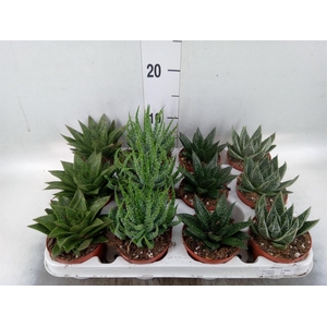 Aloe   ...mix