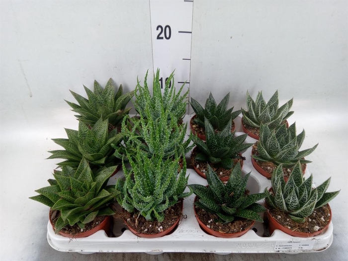 <h4>Aloe   ...mix</h4>