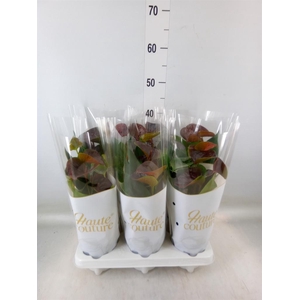 Anthurium andr. 'Essencia'