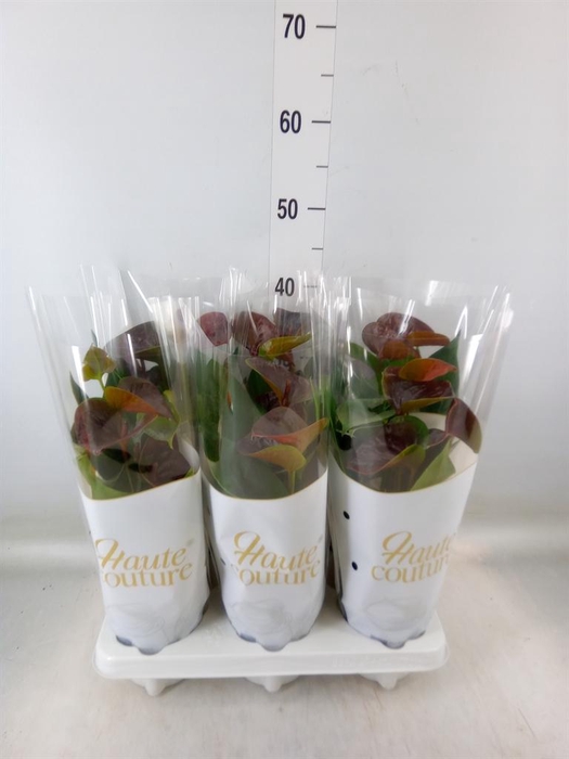 <h4>Anthurium andr. 'Essencia'</h4>