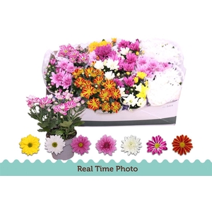 Chrysanthemum Indicum Grp gemengd 5 kleuren