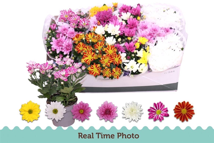 <h4>Chrysanthemum Indicum Grp gemengd 5 kleuren</h4>