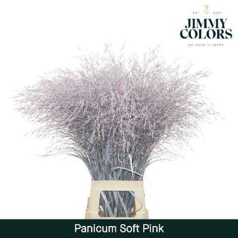 <h4>Panicum L90 Soft pink</h4>
