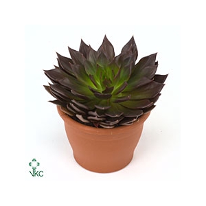 ECHEV BLACK PRINCE