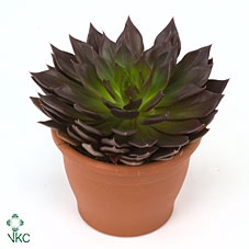 <h4>ECHEV BLACK PRINCE</h4>