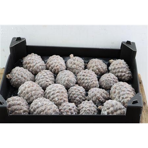 Wax Pinea Gl Naturel X20