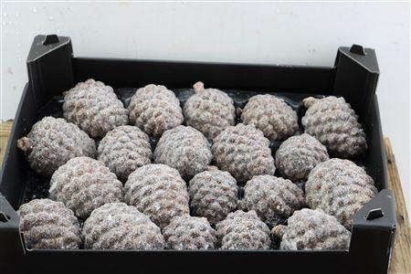 <h4>Wax Pinea Gl Naturel X20</h4>