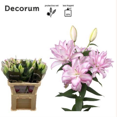 <h4>Lilium or dbl roselily anouska</h4>