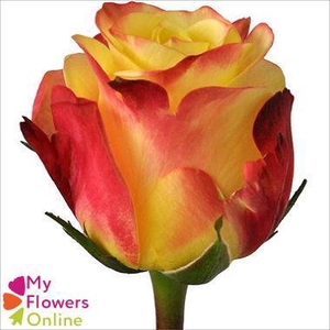 R Gr High & Yellow Flame 40cm EC