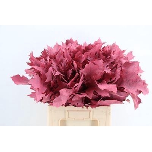 Quercus rubra   ...colored H%