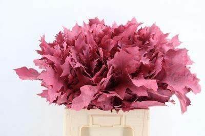 Quercus rubra   ...colored H%