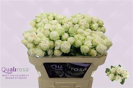 <h4>R TR MISS BOMBASTIC</h4>