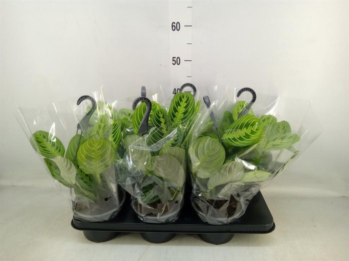 <h4>Maranta leuc.   ...</h4>