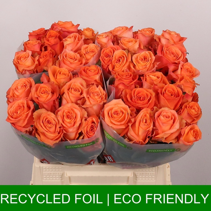 <h4>R GR ON FIRE</h4>