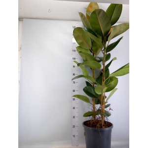 Ficus elastica 'Robusta'