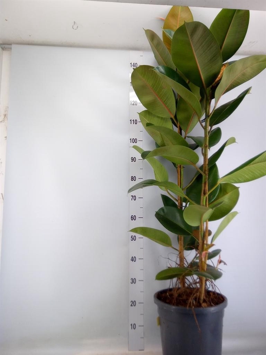 <h4>Ficus elastica 'Robusta'</h4>