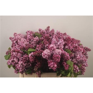 Syringa Per Bos Pink