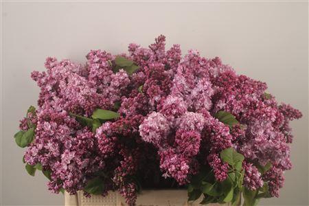 <h4>Syringa Per Bos Pink</h4>
